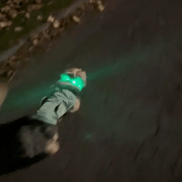 KlenviaLampe™ – Collier lumineux LED pour chien